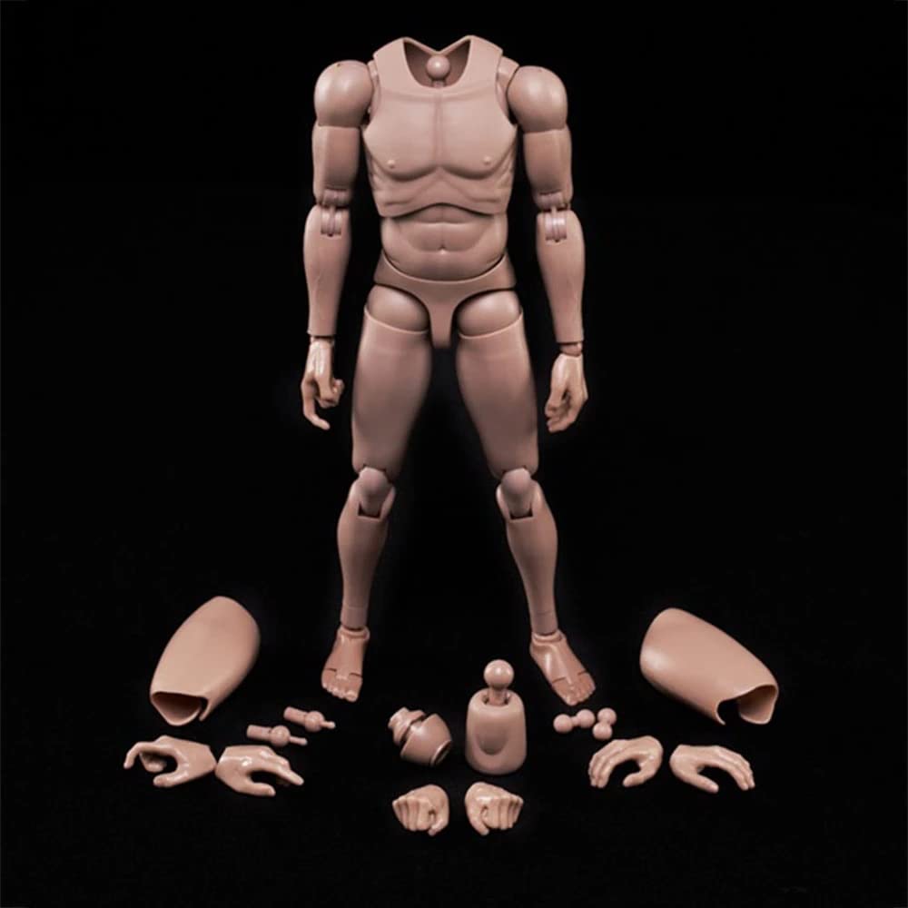 12-inch Male Body Figure, Muscular Male Body Model, Fits 16 Head Sculpt (M)