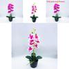 Phalaenopsis Aphrodite Rchb Faux Plant With Realistic 3d Design For Living Room And Event Decor