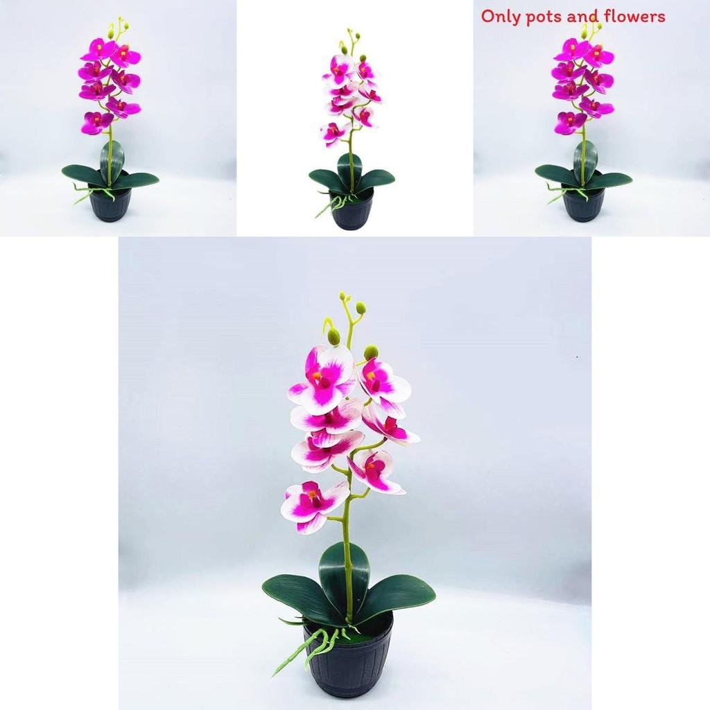 Phalaenopsis Aphrodite Rchb Faux Plant With Realistic 3d Design For Living Room And Event Decor
