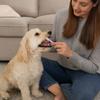 Pet Accessories Double Head Dog Toothbrush Gentle Effort-saving Oral Cleaning Tools Durable Cat Toothbrushes Pet Grooming