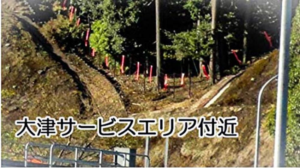 Why Do Deer Run Set of 6 Deer Repellents for and Ezo Deer Bird and Animal Pest Deer Deer Pest Control Away? Deer, Serow, - Control, Repellent,