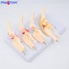 Canine Knee Joint Simulation Model 1:1 - Animal Skeleton Teaching Aid