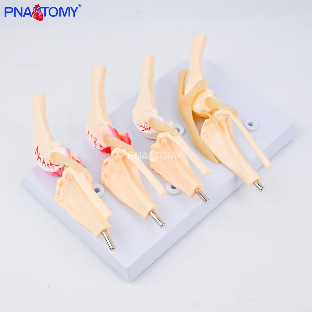 Canine Knee Joint Simulation Model 1:1 - Animal Skeleton Teaching Aid