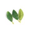 Green Plant Leaf Wedding Wrist Corsage & Hat Decoration