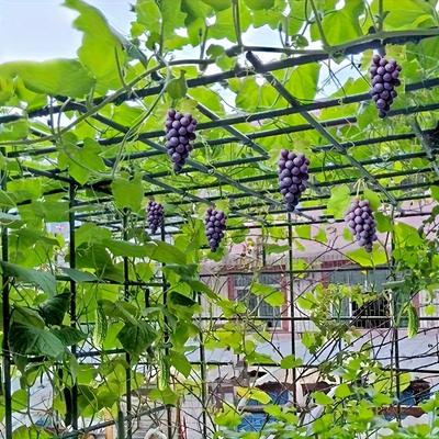 Garten Weintrauben Spalier Stützrahmen Grün Außen Garten Pergola für Kletterrosen und Trauben, Zäune, Terrassenbögen, Gemüsehäuser