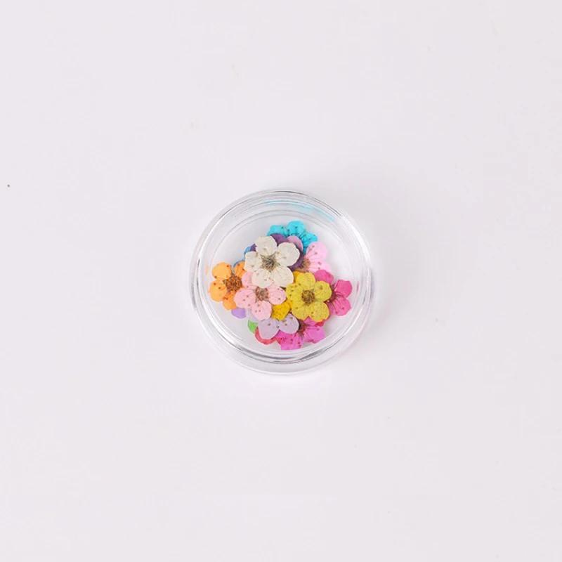 20pcs/Box Nail Art Dried Flowers Spirea Small Plum Narcissus Nail Art Color Mixed Flower Dried Flower Patch DIY Nail Decoration