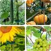 Plant Fixed Clips Reusable Garden Greenhouse Bracket Seedling Stem Support Fastener Garden Climbing Vines Vegetables Fixed Tool