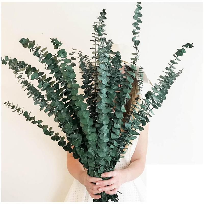 Eucalyptus Leaves Eucalyptus Leaves Home Decoration Ornaments Nordic Style Soft Decoration With Eucalyptus Leaves