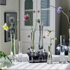 Transparent Slim Glass Vase for Living Room Decoration