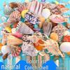 Natural Conch Seashell & Coral Fish Tank Decoration Set with Free Shipping