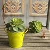 Simulation Succulent Plant Plastic Flowers Decoration 3D Potted Bonsai Ornaments