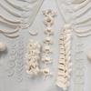 Detachable Full-Body Human Skeleton Model for Teaching & Study