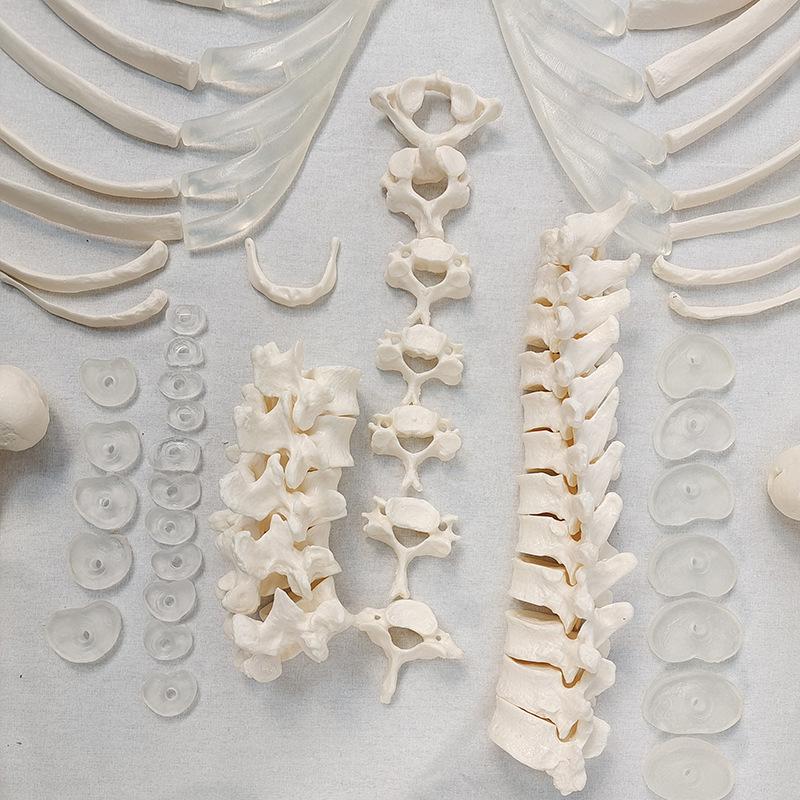 Detachable Full-Body Human Skeleton Model for Teaching & Study