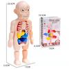 Kids' DIY Human Organ Model Educational Toy for Science Learning