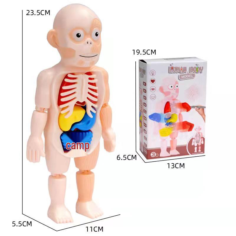 Kids' DIY Human Organ Model Educational Toy for Science Learning