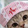 1 Set Cute Pet Nurse Costume Pink White Stripes Nurse Cap And Pet Bib Adjustable Embroideried Hat for Cats And Small Dogs Cosplay Dress Up Accessory