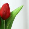 Tulip Bonsai Home Interior Decoration Project Green Plant Flower Pot Simulation Plant Wall False Flower