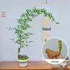 Zen Greenery Large/Small Leaf Bamboo Indoor Bonsai for Living Room or Office