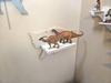 Dinosaur Shelf - Ankylosaurus