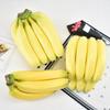 Plastic PU Banana Model for Display and Teaching Props