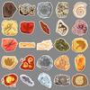 50 Fossil Graffiti Stickers Personalized Creative Ammonite Amber Jurassic Decorative Suitcase Skateboard Stickers