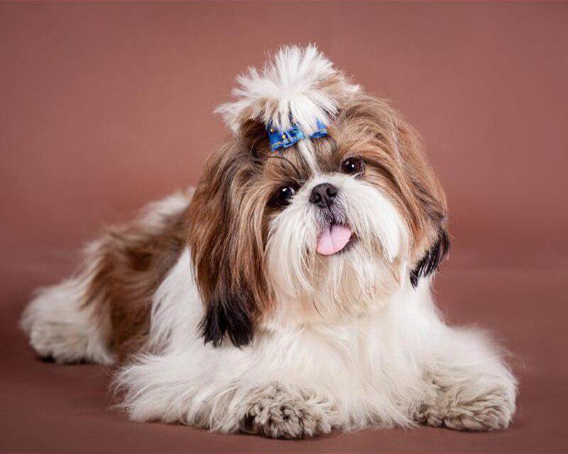 5D DIY Diamond Painting Cross Stitch Full Square Round Drill Embroidery Animal Dog Handmade Wall Decor