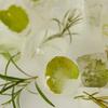 Tea Tree Control Cica Ampoule 30ml