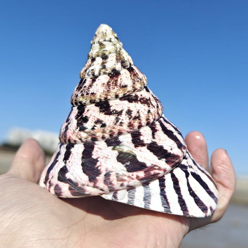 Large Conch Seashell Ornament for Wall Decor, Aquarium Aquascaping, and Sea Sound Collection