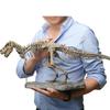 DIY Grande Esqueleto de T Rex Tiranossauro Rex Dinossauro Modelo Animal Colecionador Super Decoração Enfeites de Esqueleto de Tiranossauro Rex