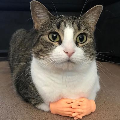 Giocattolo divertente per gatti Guanti piccoli Guanti per dita per gatti Mini guanti piccoli in silicone modello mano Strumenti per massaggio per gatti Giocattolo per gatti per animali domestici Regalo di Halloween