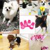 Cat Socks Pet Outdoor Shoes Dog Socks For Large Dogs Non-slip Pet Dog Socks