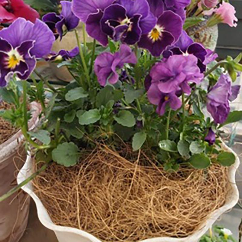 50g Coconut Palm Silk Coconut Shell Silk Greening Covering Potted Coconut Silk Paving Decorative Bird's Nest Bedding Breathable Grass Silk