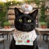 Kedi – Kediler için giyim