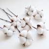 Nuchi Handmade Single-Head Dried Cotton Flower Bouquet for Christmas Decoration