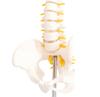 monolife Human Anatomy Model, Spine and Pelvis Model, Spinal Column, Spinal Cord, Lumbar Vertebrae Model, 1/2 Scale Hip Joint Model (No Hip Joint)