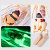 Modello Struttura Corpo Umano Smontabile Assemblato per Bambini, Scheletro Intero, Scheletro Organi, Giocattolo Simulazione Anatomia Medica