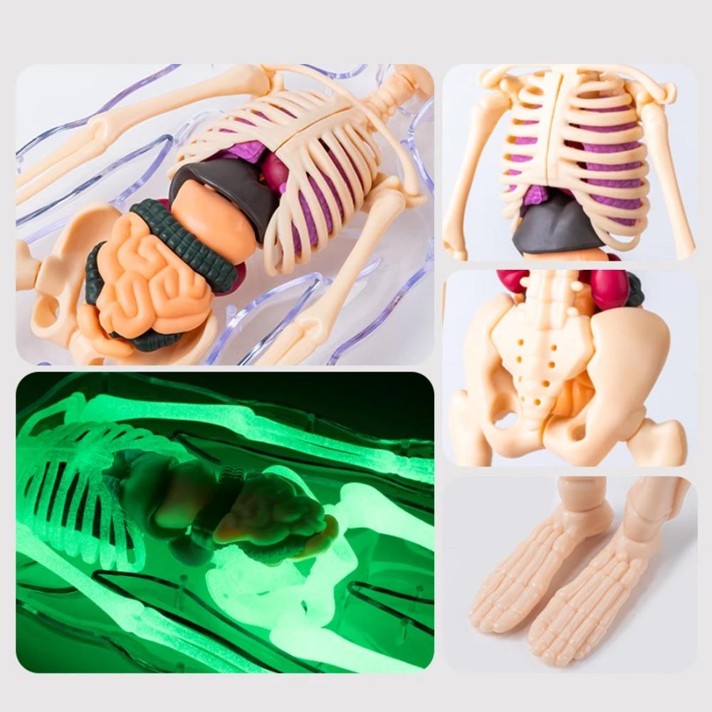 Modello Struttura Corpo Umano Smontabile Assemblato per Bambini, Scheletro Intero, Scheletro Organi, Giocattolo Simulazione Anatomia Medica