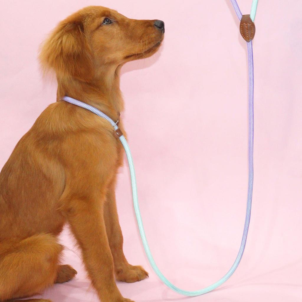 New Vibrant and Stylish Dog Leash for Safe and Fashionable Walks - Durable and Adjustable, Perfect for Small To Medium-Sized Dog
