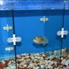 5Pcs Aquarium Fish Tank Partition Clip Glass Suction Cup Clip Separation Clip Plastic Clip Head