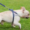 Dog Harness,quick Fit To Adjust Dog Harness,easy For Training Walking
