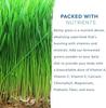 250g Organic Young Organic Barley Grass Juice for Cell Detox & Cleanse