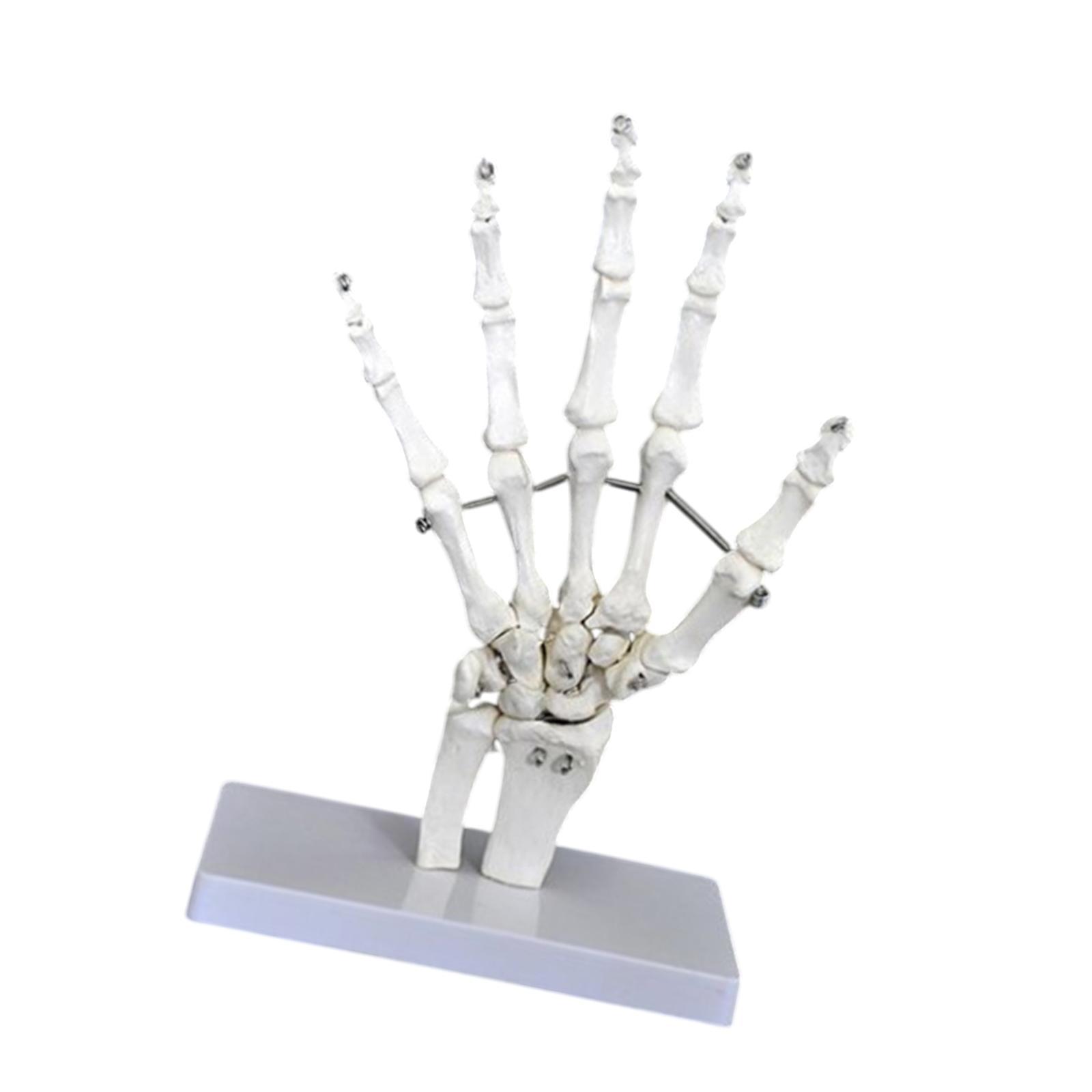 

Human Joint Model Sturdy Education Teaching Aid Lightweight Medical Training Realistic Skeleton Model for Study Display Science