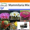 Garden In the Bag - Mammillaire Mix - 40 Seeds - With Substrate In a Fitting Stand Up Bag - Mammilaria Mix