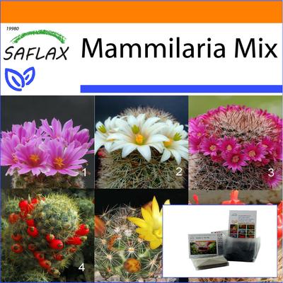 Garden in the Bag - Mammillaire Mix - 40 semi - Con substrato in un adatto sacchetto stand up - Mammilaria Mix