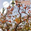 10 PCS Rubber Hooks Limb Spreader Adjustable Angle Tree Branch Spreader  Orchard Planting