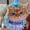 Soft Cat Birthday Scarf Hat Set with Digital Stickers Cat Saliva Towel  Birthday Party