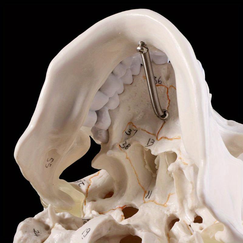 1pcs Medical Props Model Life Size Human Skull Model Anatomical Anatomy Medical Teaching Skeleton Head Studying Teaching Supplies