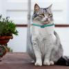 Glow In The Dark Flea And Tick Collar For Cats - 8 Months ,  Hypoallergenic Collar For Small Cats