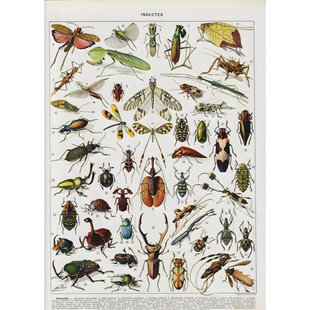 Arte Murale Classica Vintage Piante Fungo Fiore Medicinale Insetto Farfalla Verdura Zucca Carota Tela Poster ad Olio e Stampe
