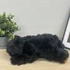 Cute Sales Plush Toy, Black Bear, Size L, Z0383